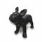 French Bulldog, Liva. Dog mannequin in black
